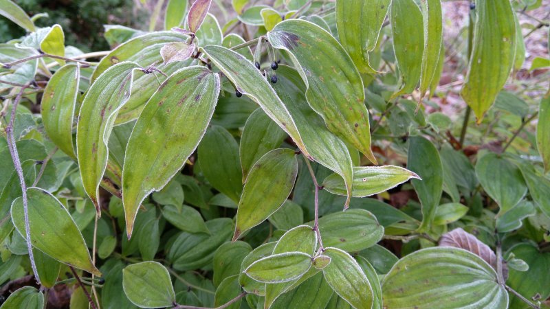 Disporum megalanthum Suureõieline haldjakell